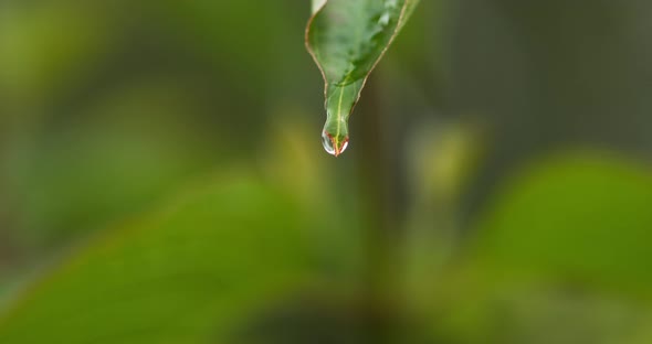 900005 Rain falling From Leaf, Normandy, Slow motion 4K alt