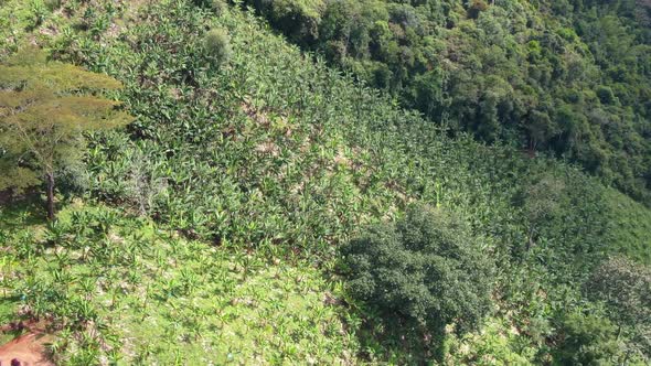 Banana Plantation Aerial alt
