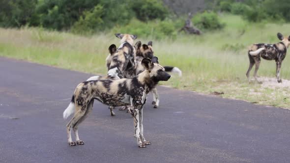 Wild Dogs play on paved road in Kruger National Park in South Africa alt