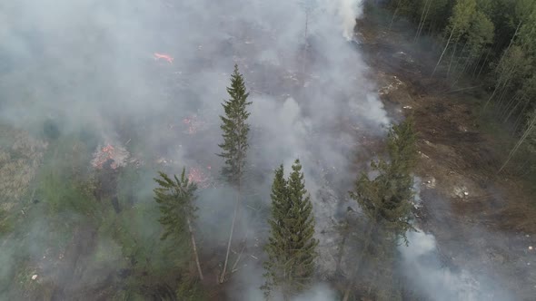 Deforestation Forest From Height Fog and Smoke Flight Over Forest Cutting Bonfires in the Forest alt