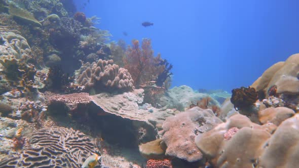 gliding through a coral reef with lots of diversity. hard corals, sea fans and soft coral with fish alt