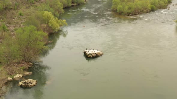 Cormorants On A Rock In The River 3 alt