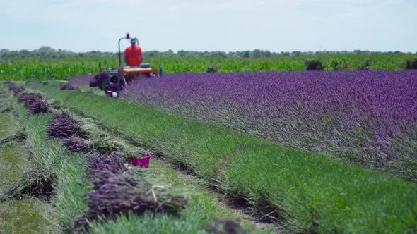 Lavender is Cut with a Tractor Into Small Bunches alt