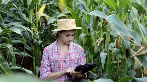 Female technologist agronomist on a tablet computer analyzes the yield of corn. alt