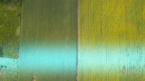 Corn and Sunflowers Agriculture Field Futuristic Scanner Top Dron View alt