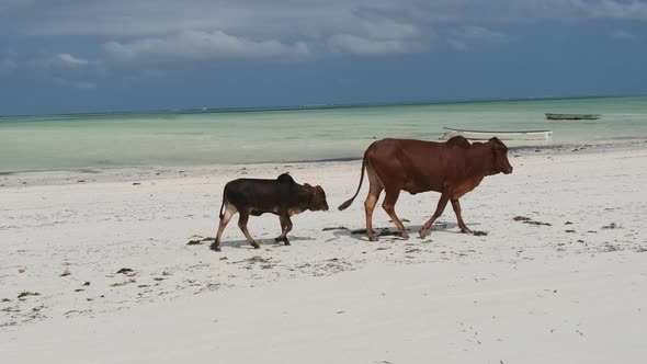 African Humpback Cow with Calf Walks on Tropical Sandy Beach By Ocean Zanzibar alt
