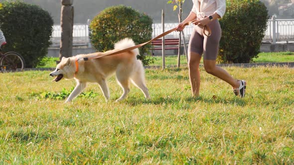Young woman walking her cute Akita Inu dog in park on sunny day. Lovely pet