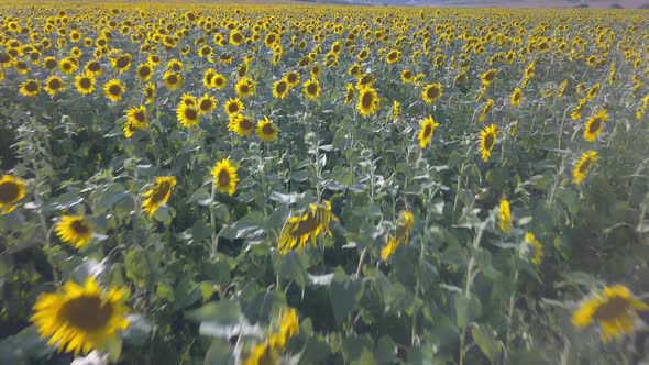 Aerial Drone View of a Sunflower Field on Sunset