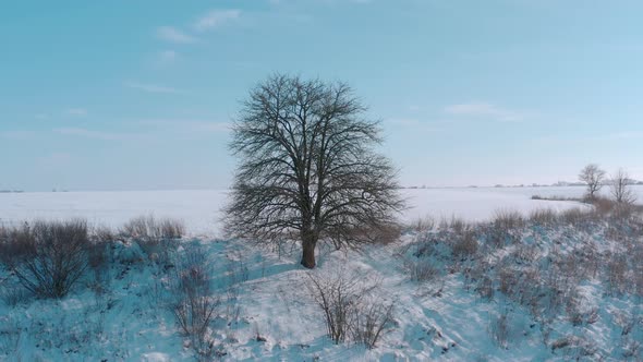 Lonely Winter Tree in the Field