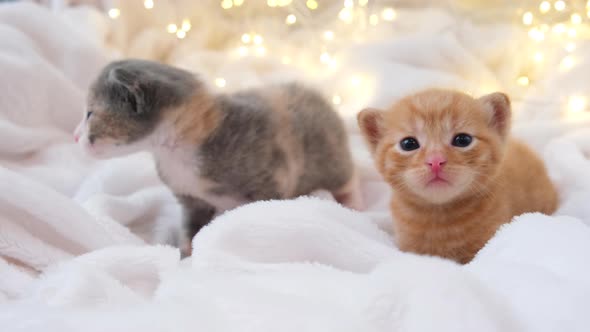 Small Christmas kittens is look around with christmas garland on a light soft background