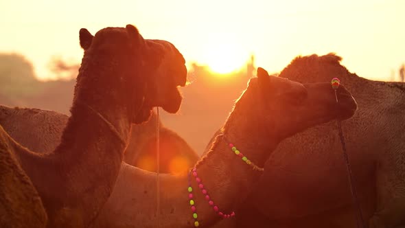Camels in Slow Motion at the Pushkar Fair Also Called the Pushkar Camel Fair alt