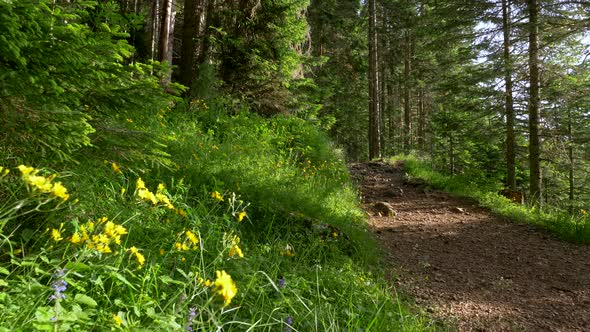 Yellow and Blue Wild Flowers Among Green Grass By a Path in a Pine Forest in a Bright Sunny Day alt
