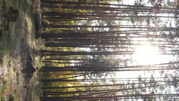 Vertical Video Autumn Forest with Trees in Ukraine Slow Motion alt
