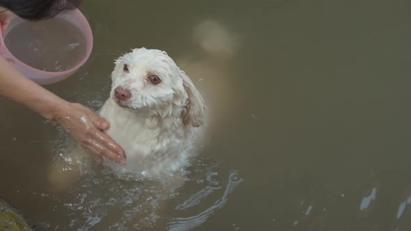 Small, white dog being carefully and lovingly bathed in the river by its gentle owner alt