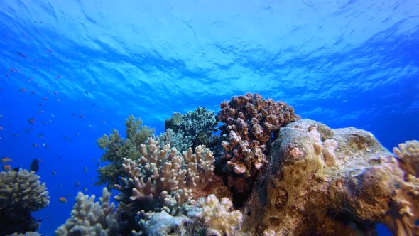 Reef Marine Underwater Scene alt