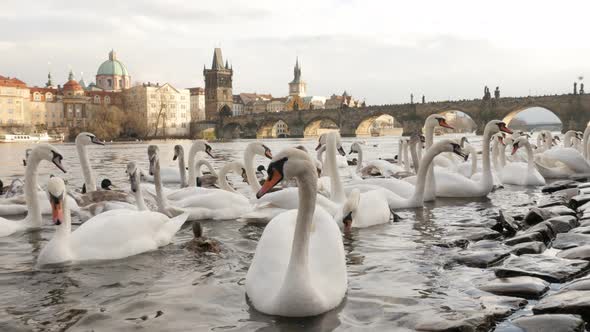 Vltava river banks in capital of Czechia     with bevy of white swans 3840X2160 UHD footage - Europe