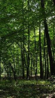 Vertical Video of Summer Forest By Day alt