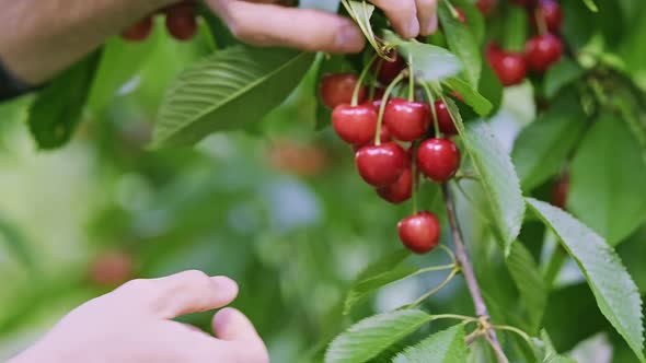 Caucasian Male Hands Picking Ripe Wild Cherries in Summer Garden