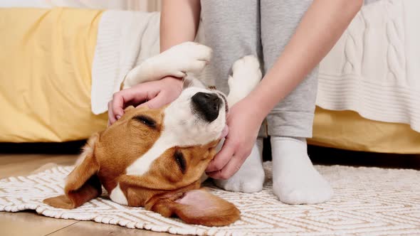 The Female Owner of the Beagle Dog Lying on the Back and Stroking Her Pet alt