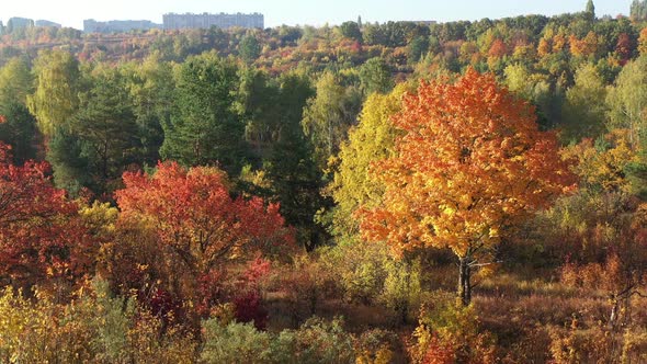 Autumn Forest Aerial View. Beautiful Colorful Seasonal Foliage. Huge Beautiful Autumn City Park and alt