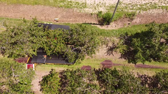 Agricultural Machinery Harvesting Cherries In The Orchard In Leelanau County, Traverse City, Michiga alt