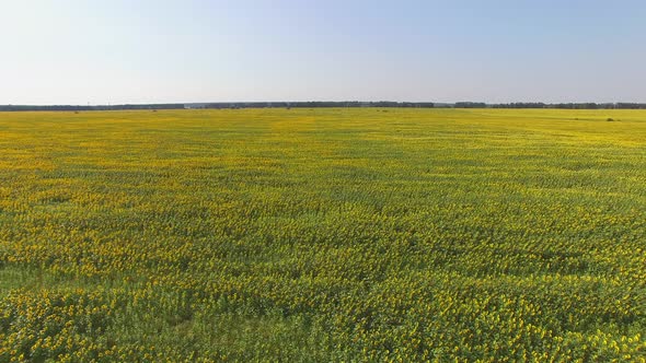 Field of Sunflowers and Sky alt