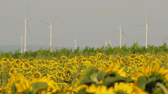 Wind turbines in the background of an idyllic field of sunflowers in the evening in southern Germany