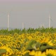 Wind turbines in the background of an idyllic field of sunflowers in the evening in southern Germany - VideoHive Item for Sale