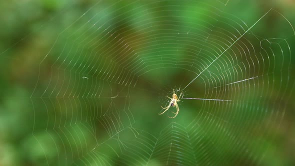 Small light spider with long legs in the center of the spider silk sways in the wind. Shooting macro alt