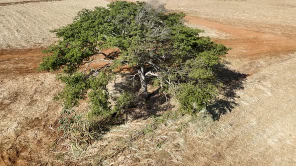 Flying around isolated tree. Rural life scenery. alt