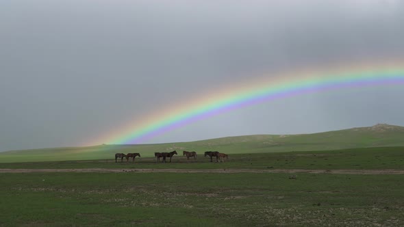 Rainbow and Horses in Vast Green Meadow alt