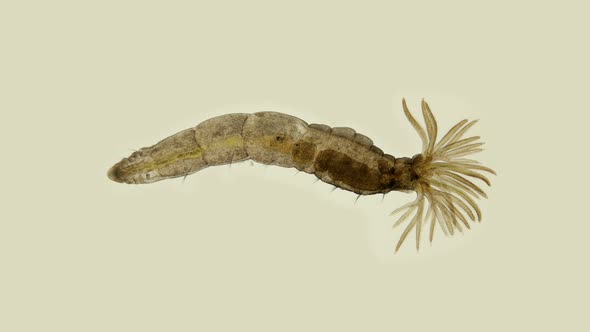 Worm Manayunkia baicalensis under a microscope, of the family ...