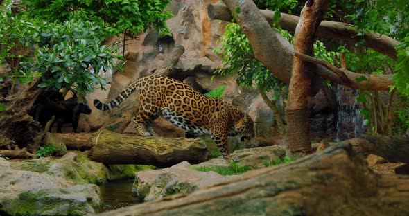 Spotted and Black Jaguar Walk Inside Jungle Forest on Fallen Tree Trunk