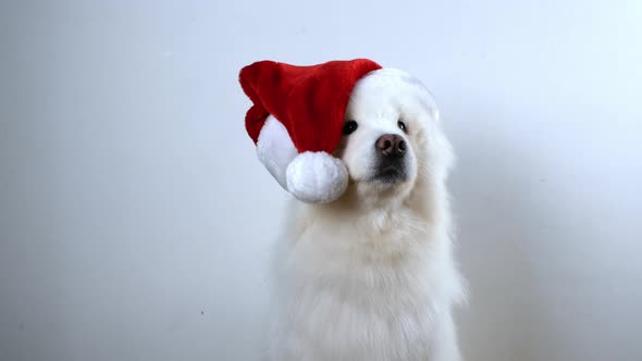 White Samoyed dog preparing for the Christmas holidays and the New Year. alt