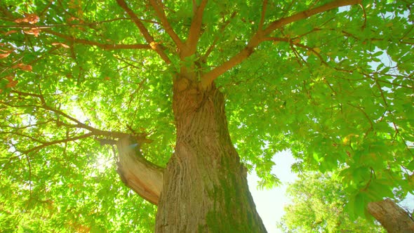Sun Rays Break Through Leaves of Growing Chestnut Tree