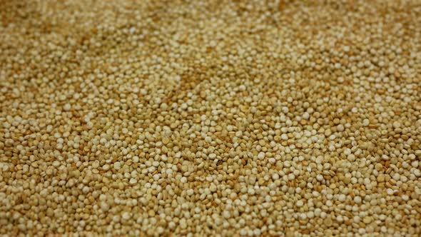 Quinoa Chenopodium Quinoa Seeds Superfood Detail Close-up Bio Organic, Fruit Plant Ceased To Cereal