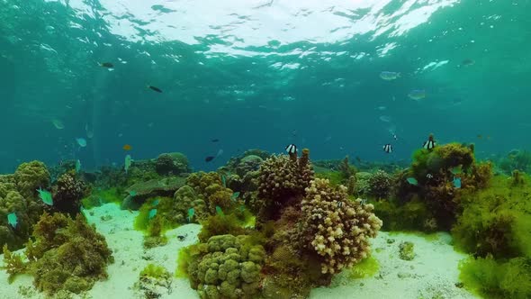 Coral Reef and Tropical Fish alt