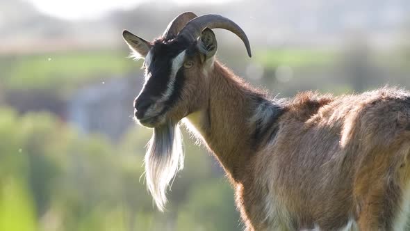 Domestic Milk Goat with Long Beard and Horns Grazing on Green Farm Pasture on Summer Day alt