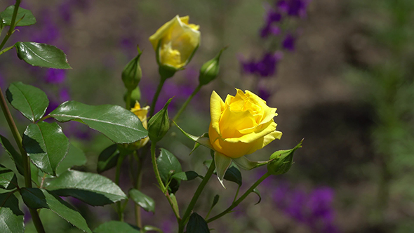 Yellow Roses on the Branch. The Background is Out of Focus