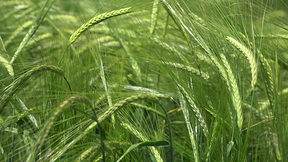 The Green Ears of Grain. Wheat Wind Shakes
