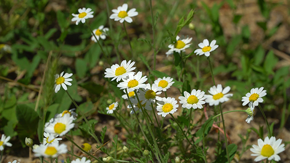 Field on Which Grow Chamomile