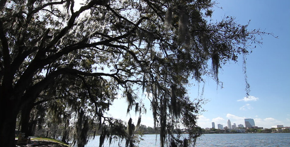 Oak Tree On Lake With City Skyline 2