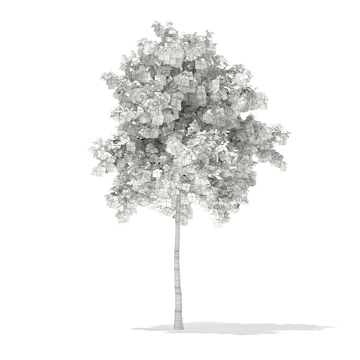 Silver Birch (Betula pendula) 5.5m by CGAxis | 3DOcean