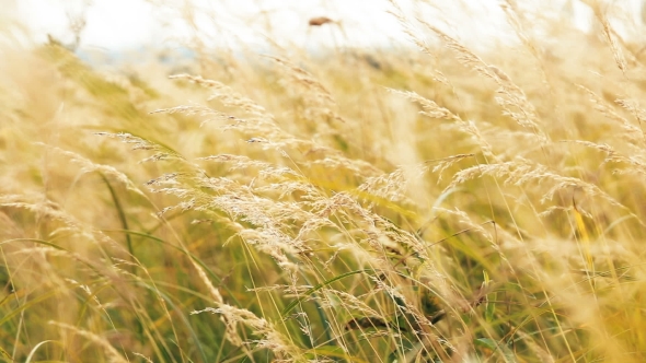 Beautiful Meadow Grass, Fanned From The Wild Wind.