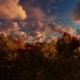 Moving Clouds Above The Trees - VideoHive Item for Sale