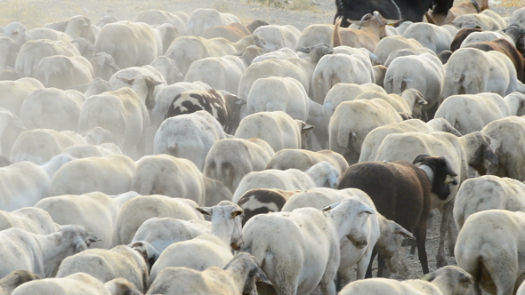 Cattle Sheep Walking alt