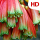 Flower In Nature 0482 - VideoHive Item for Sale