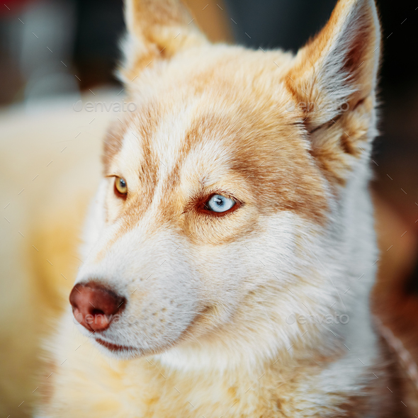Close Up Young White And Red Husky Puppy Dog Stock Photo