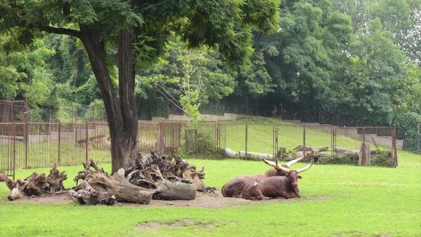 Ankole-Watusi In Zoo alt