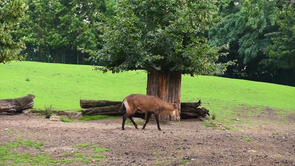 Defassa Waterbuck In Zoo alt